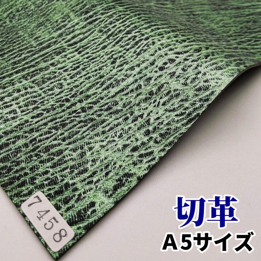 さめ　きれい